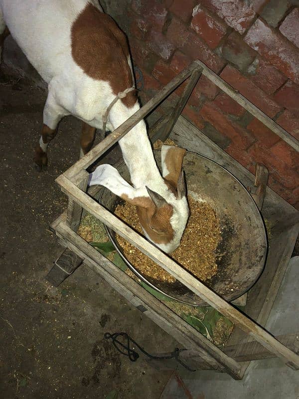 Desi female goat available for sale 3