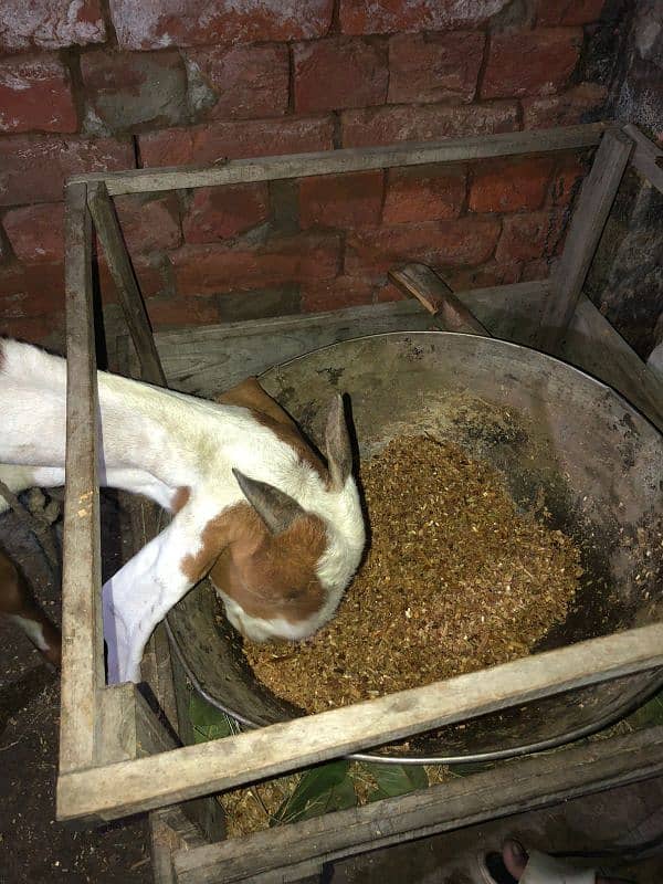 Desi female goat available for sale 4