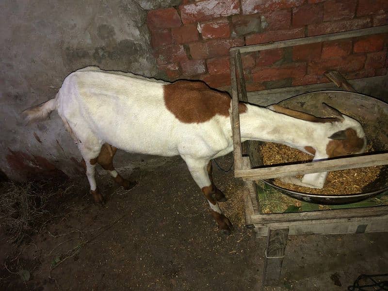 Desi female goat available for sale 5