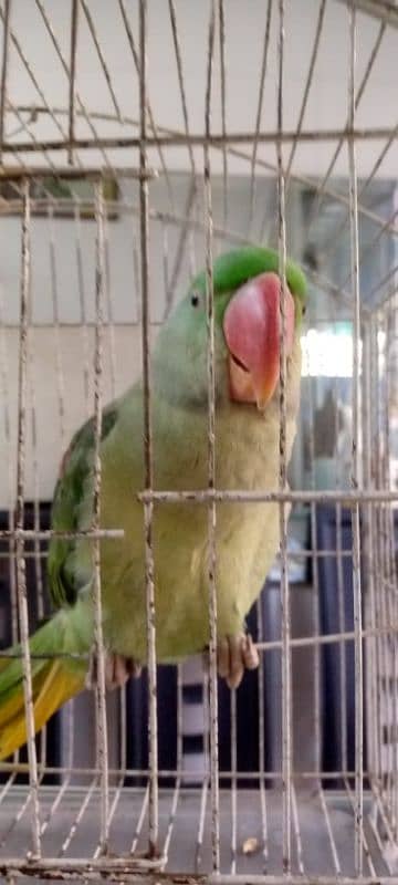 raw parrot sale 0