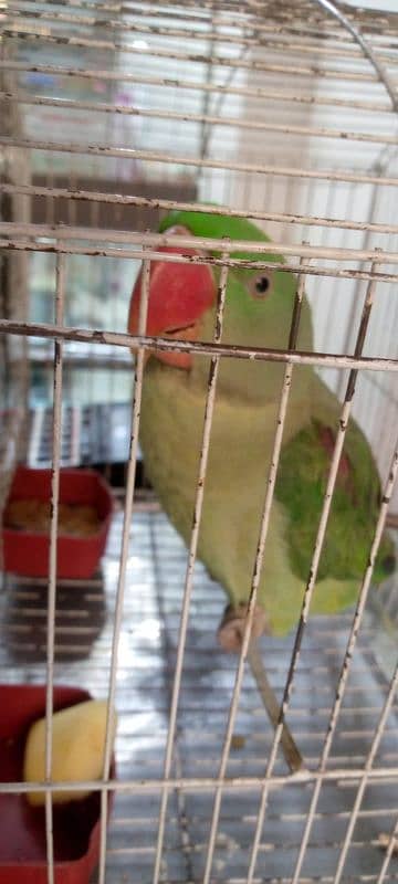 raw parrot sale 1