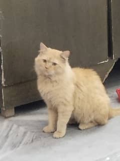 Persian Semi Punch face cat for sale