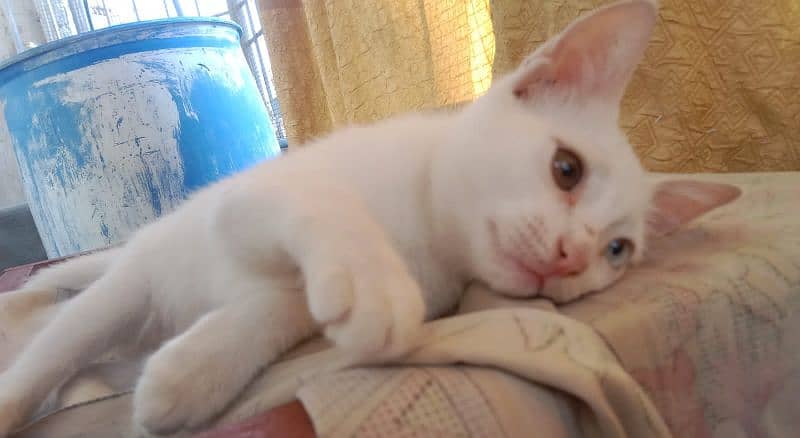 Persian cats kitten Punch face female and male both available 1