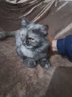 parsian cat female