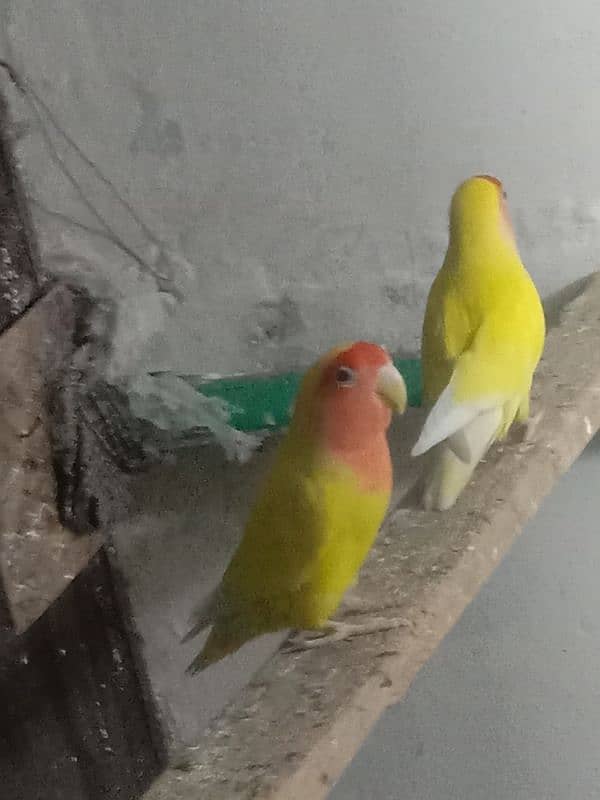 Love bird with red eyes and orange color. Economical price 0