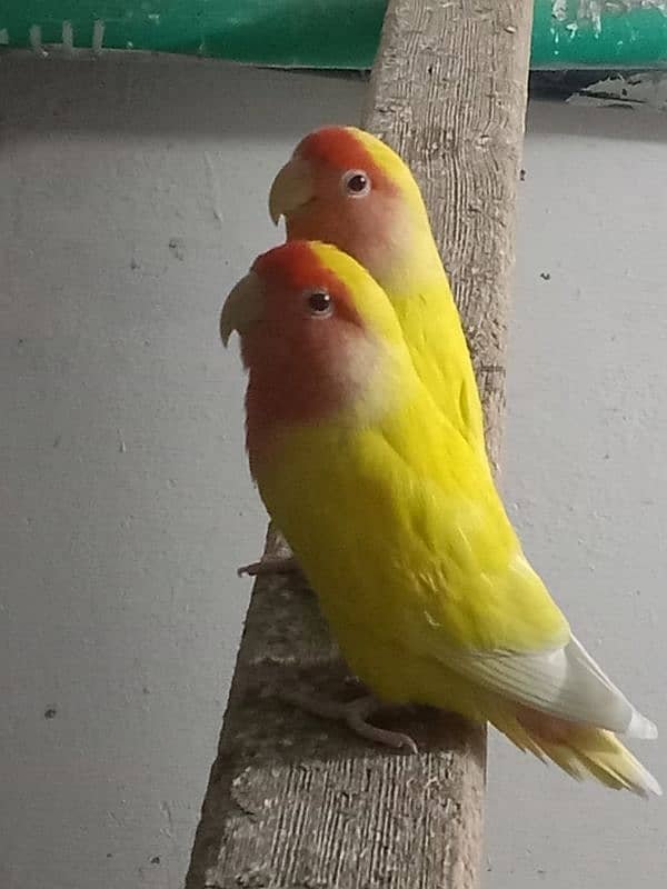 Love bird with red eyes and orange color. Economical price 1