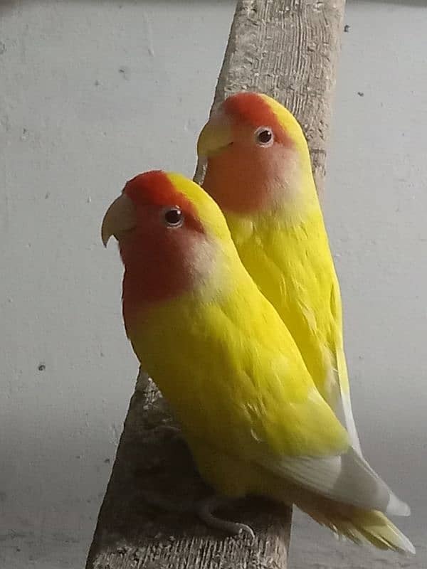 Love bird with red eyes and orange color. Economical price 2