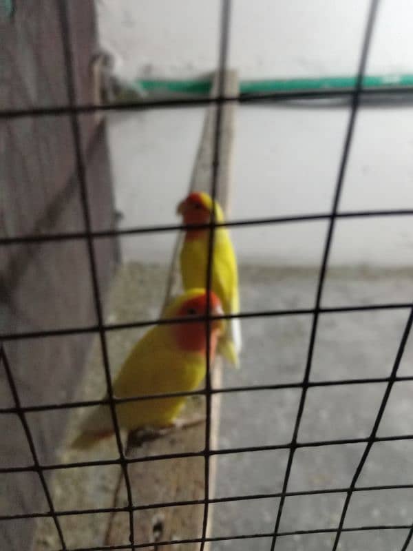 Love bird with red eyes and orange color. Economical price 3