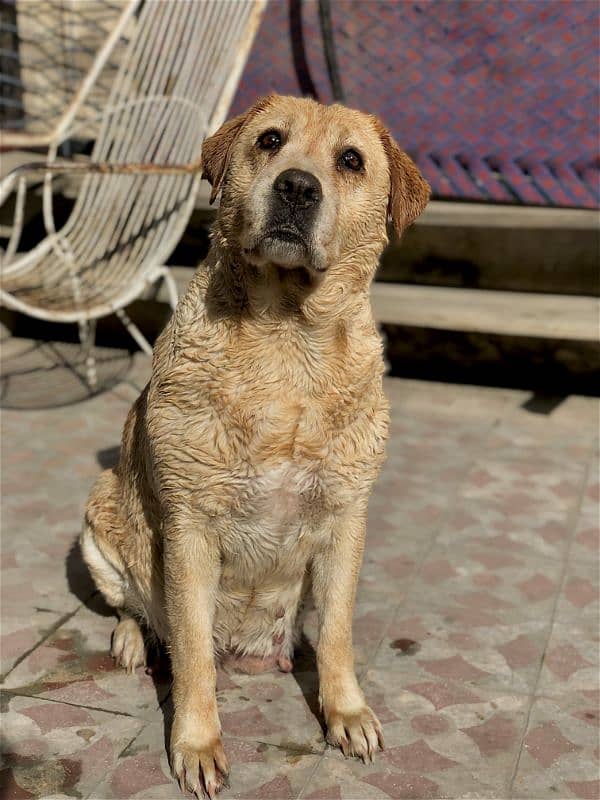 British Labrador 1