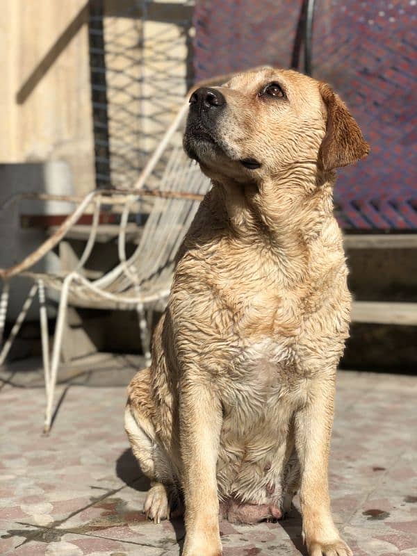 British Labrador 2