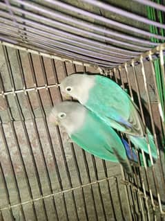 Love birds, Cockatiel and lackay kabootar ,and daisi eggs 03276797039