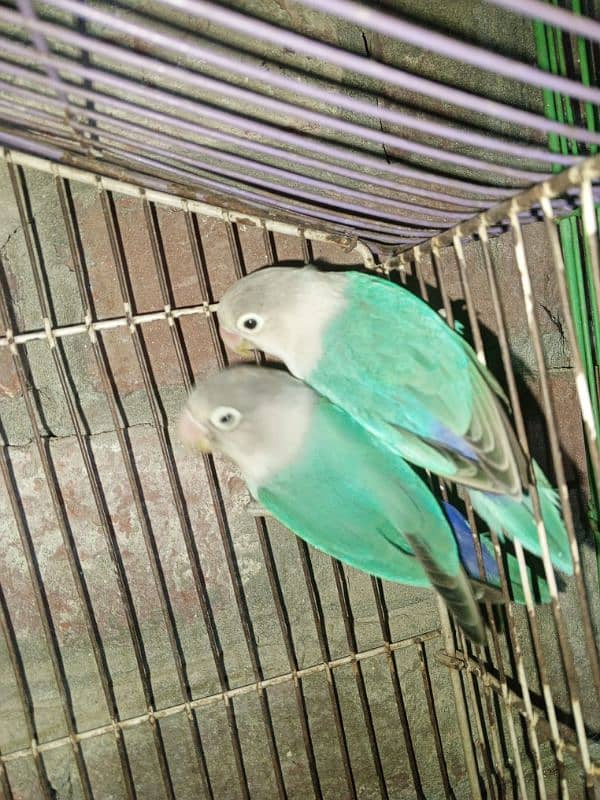 Love birds, Cockatiel and lackay kabootar ,and daisi eggs 03276797039 0