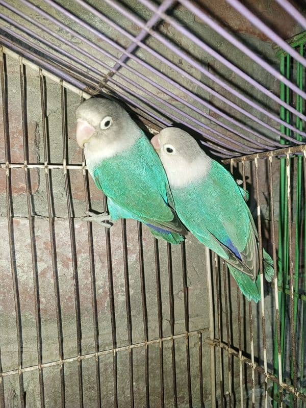 Love birds, Cockatiel and lackay kabootar ,and daisi eggs 03276797039 1