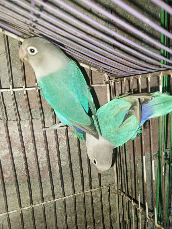 Love birds, Cockatiel and lackay kabootar ,and daisi eggs 03276797039 2