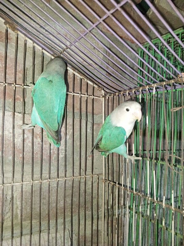 Love birds, Cockatiel and lackay kabootar ,and daisi eggs 03276797039 3