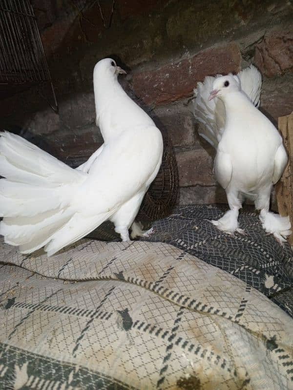 Love birds, Cockatiel and lackay kabootar ,and daisi eggs 03276797039 5