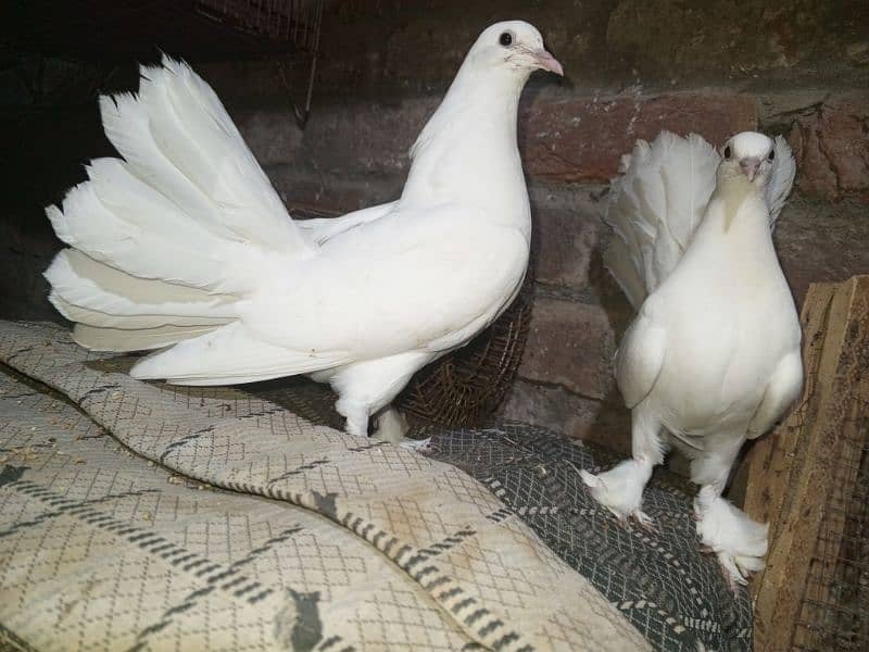 Love birds, Cockatiel and lackay kabootar ,and daisi eggs 03276797039 6