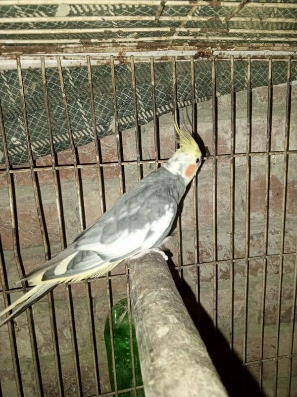 Love birds, Cockatiel and lackay kabootar ,and daisi eggs 03276797039 8