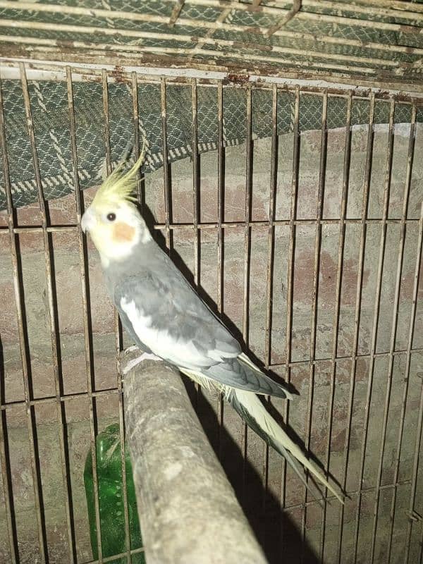 Love birds, Cockatiel and lackay kabootar ,and daisi eggs 03276797039 9