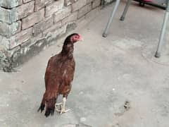 aseel hen for sale egg lying hen