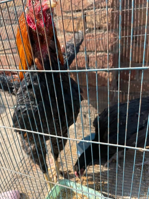 aseel pair for sale urgent sale krna h 03245141018 contact on WhatsApp 14