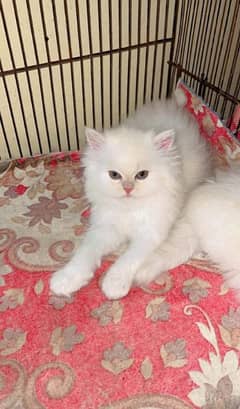 Persian cat vaccination clear for urgent sale 03484580261 my WhatsApp