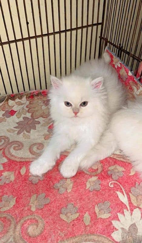 Persian cat vaccination clear for urgent sale 03484580261 my WhatsApp 0