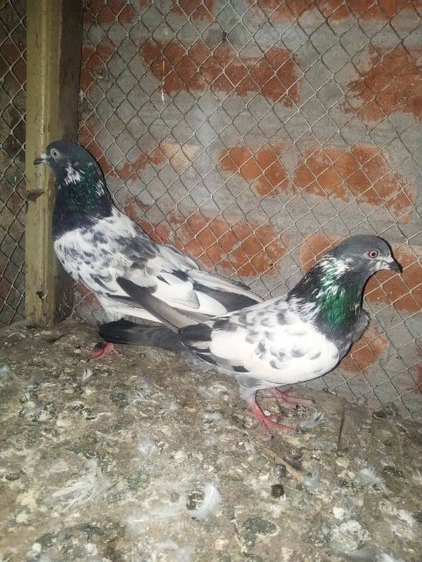 Breeder China Pair For sale 0