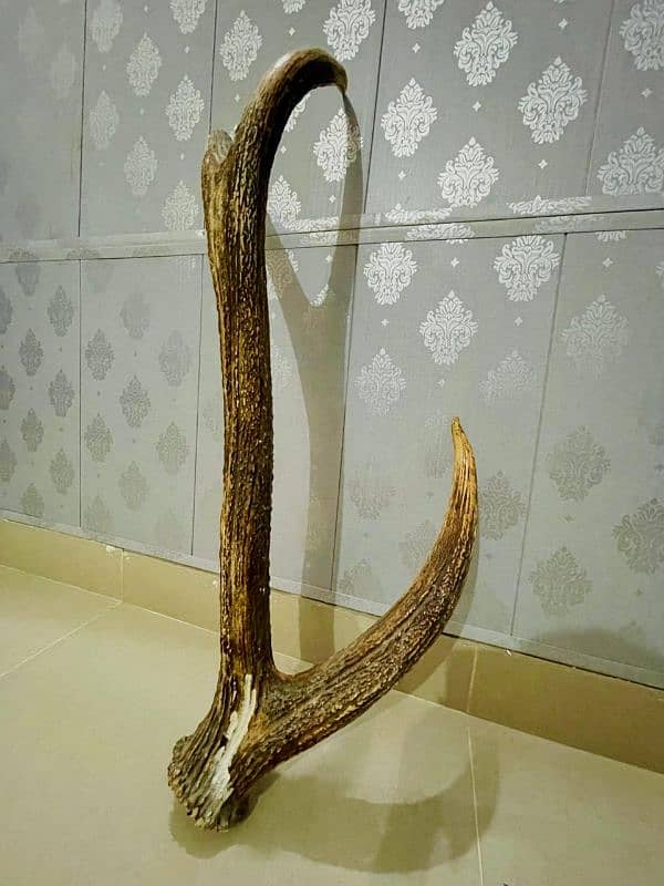 antique stag horn 1