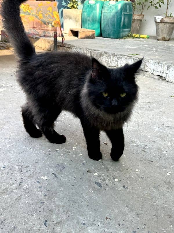 Black male cat 1