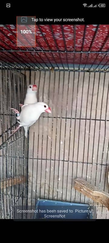 white java breeder pair with one chick forsell 0