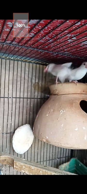 white java breeder pair with one chick forsell 1