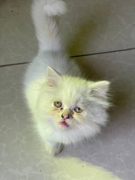 Persian Kitten for sale 0