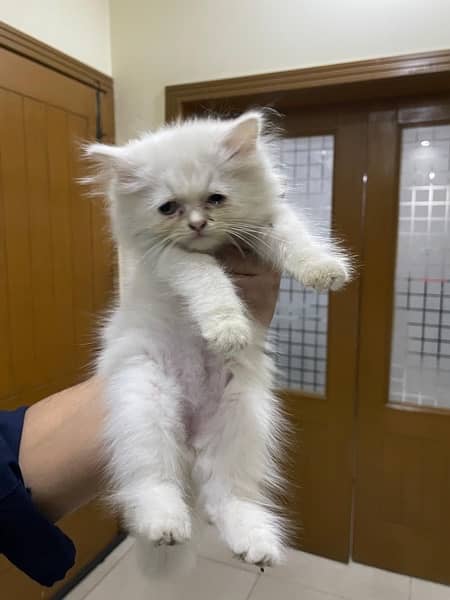 Persian Kitten for sale 1