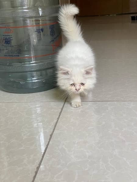 Persian Kitten for sale 2