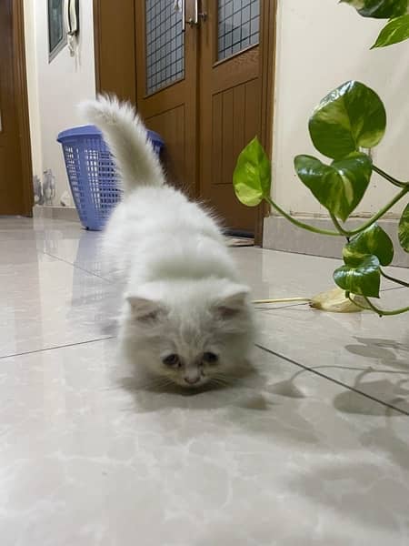 Persian Kitten for sale 3