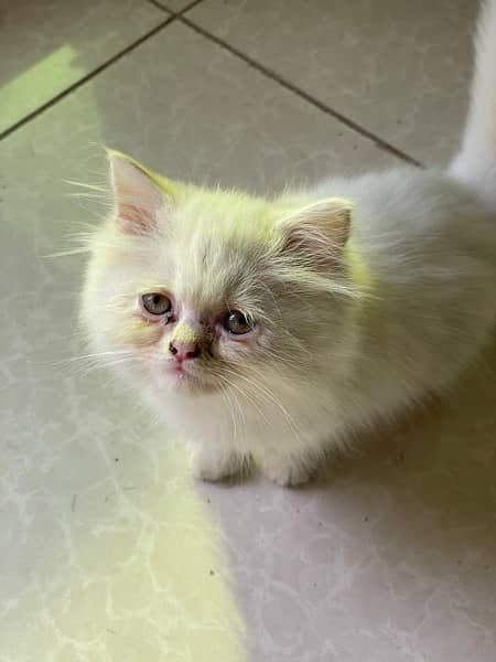 Persian Kitten for sale 4