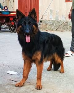 German Shepherd Female