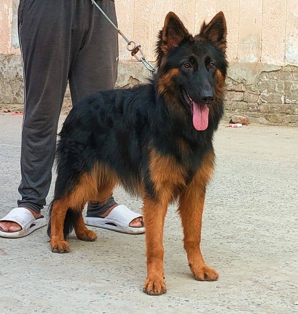 German Shepherd Female 1