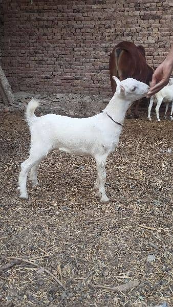 Gulabi Tedi Female Baby 0