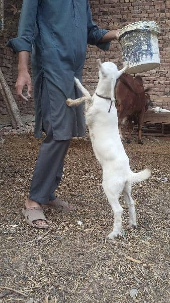 Gulabi Tedi Female Baby 1