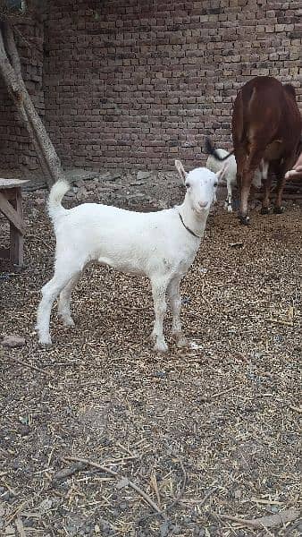 Gulabi Tedi Female Baby 3