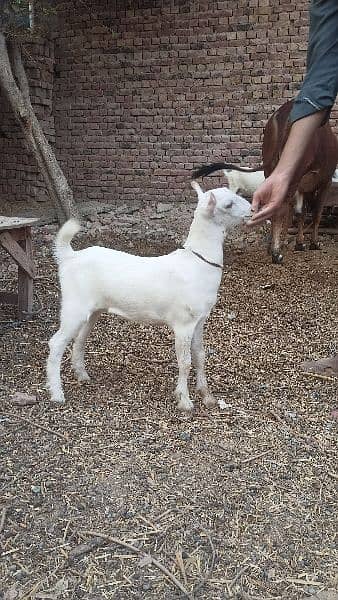 Gulabi Tedi Female Baby 5