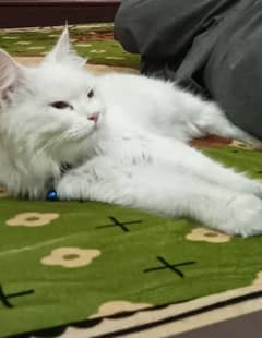 Persian cat