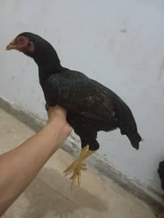 Sindhi Aseel hen || 8 months age