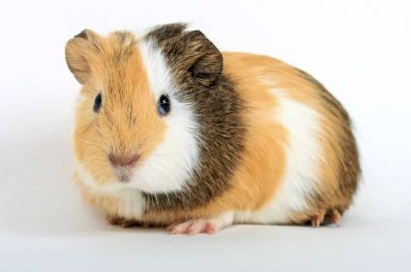 guinea pig for sell 0