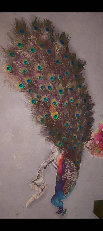 peacock art 3