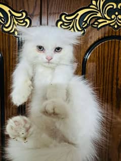 Persian cat vaccination clear for urgent sale age 50 in 03484580261