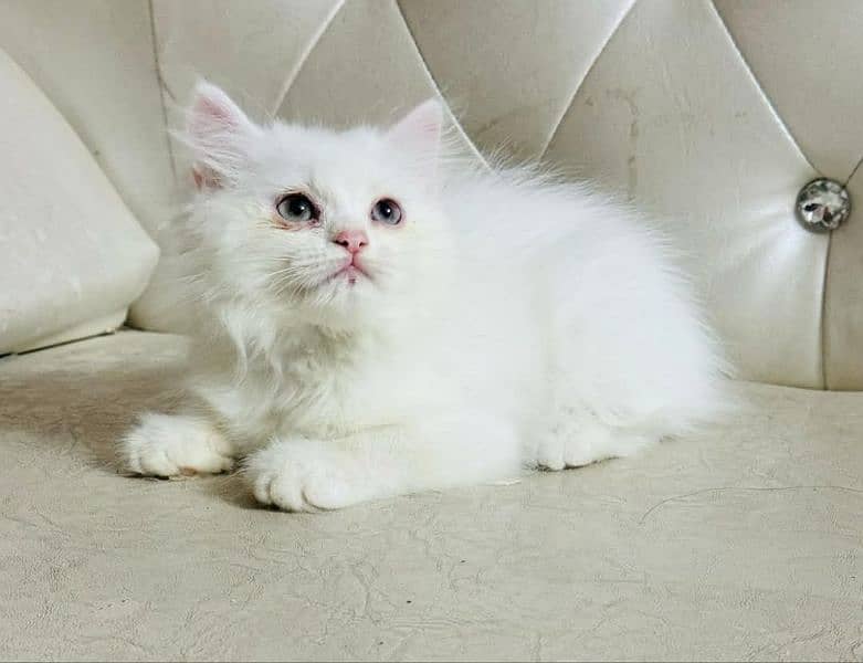 Persian cat vaccination clear for urgent sale age 50 in 03484580261 2