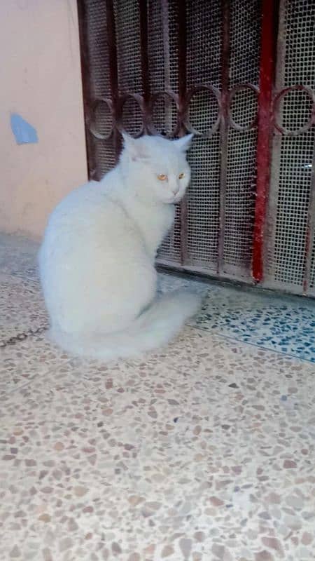 persian cat 3